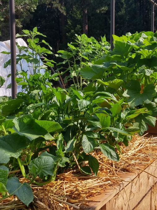 Az ökológiai szemlélet kialakítása az intenzív zöldségtermesztésben