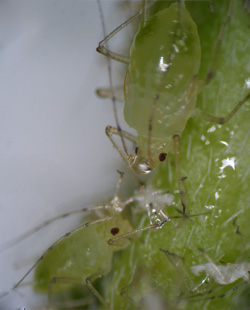 A kertészeti növények  növényvédelme