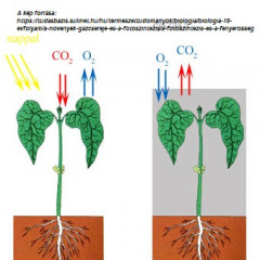Anyagcsere folyamatok