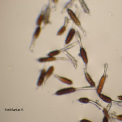 Kertészeti növények betegségei