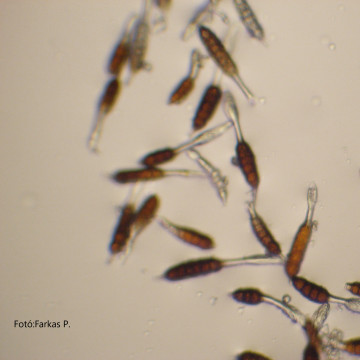 Kertészeti növények betegségei