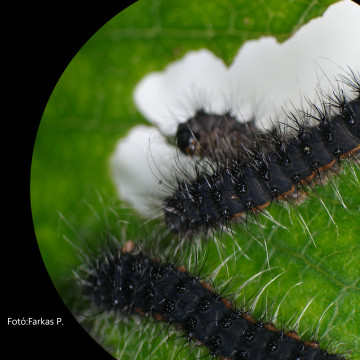 Kertészeti növények kártevői