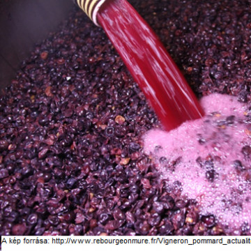 Disszimilációs folyamatok