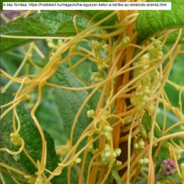 A növények heterotróf táplálkozása