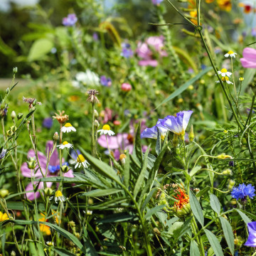 Növények feladatsor