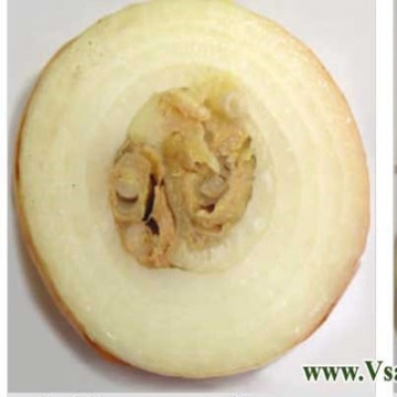 Növényvédelmi alapfogalmak