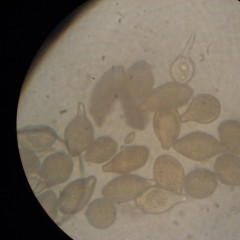 A kertészeti növények kórokozói összefoglalás