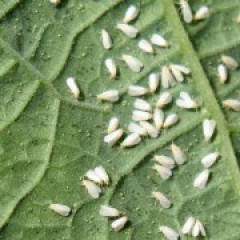 A kertészeti növények kártevői II.