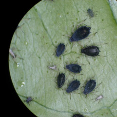 A kertészeti növények kártevői összefoglalás