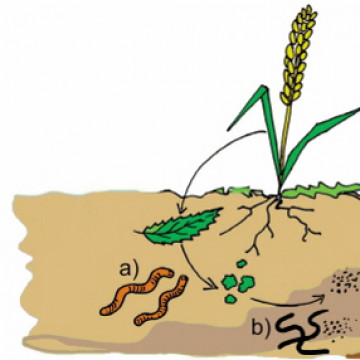 Autotróf táplálkozás