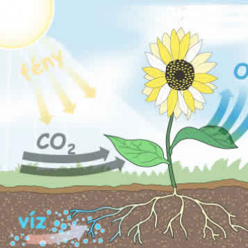 A fotoszintézis folyamata