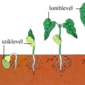 Növények növekedése