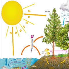 A növekedést befolyásoló tényezők