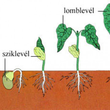 A növények életjelenségei - Tananyag részletes leírása