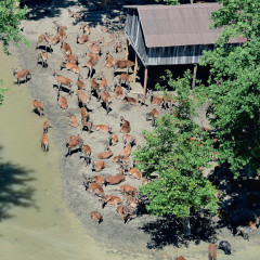 A készletek és a vadállomány védelme az ár ellen