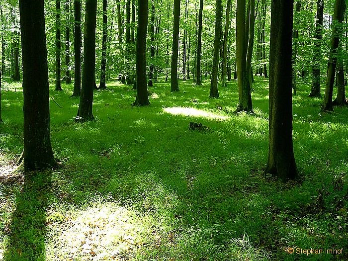 Erdő- és termőhelytípusok típusjelző növényei