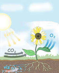 A növények életjelenségei